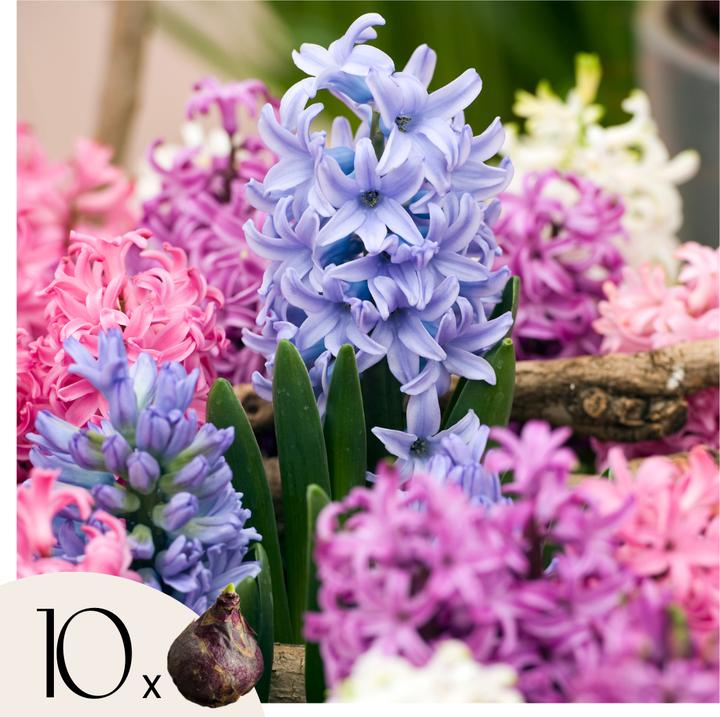 Plant in a Box Hyacinthus - 10er-Set Hyazinthenzwiebeln (50 cm)