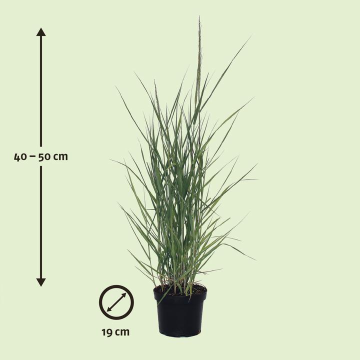 Actual product image Zulauf Switchgrass (30 cm)