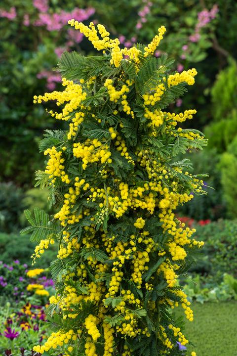 Produktbild Plant in a Box Acacia dealbata Mimosa - Mimosen 3er Set (40 cm)