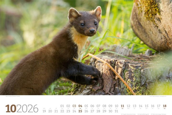 Actual product image Tierwelt Wald Kalender 2026 (45 x 33 cm, Hardcover, German)