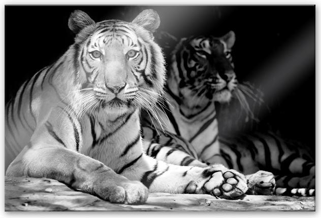 Produktbild Trenddeko Zwei Königstiger (200 x 130 cm)