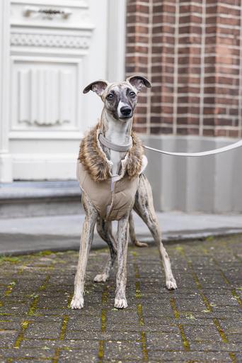 Immagine prodotto Designed by Lotte Cappotto per cani Philos (XL, Cappotto per cani)
