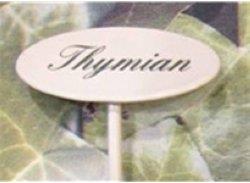 Spice plug thyme (20 cm)