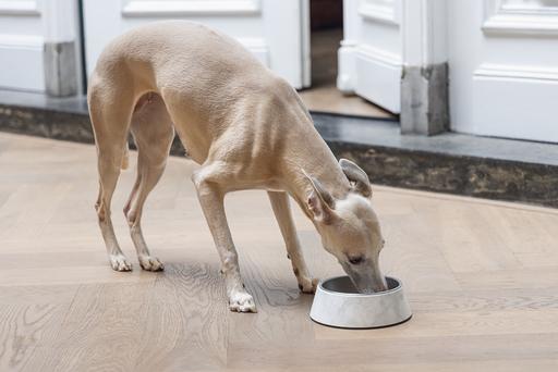 Actual product image Designed by Lotte Dog bowl Meis (0.35 l)