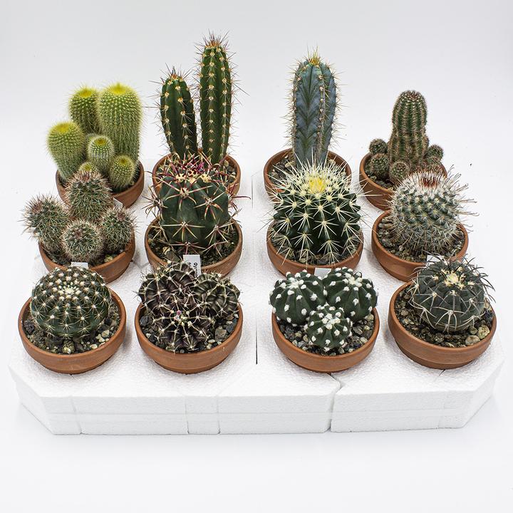 Immagine prodotto Kakteen Gautschi Set di cactus da 8 cm (10 cm)