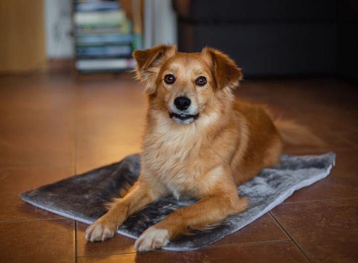Immagine prodotto Deek Pets Thermo Mat (Cane)