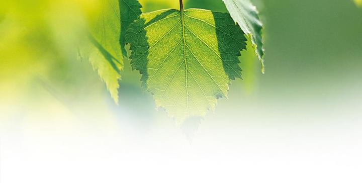 Actual product image Weleda Birches (Body oil, 200 ml)