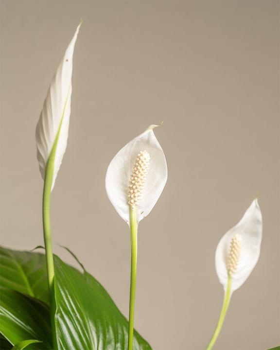 Actual product image feey Large monocots (75 cm, Freshly repotted)