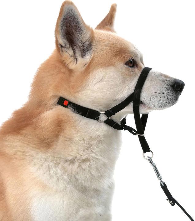 Karlie Mastercontrol educational assistance (S, Dog, Walks)