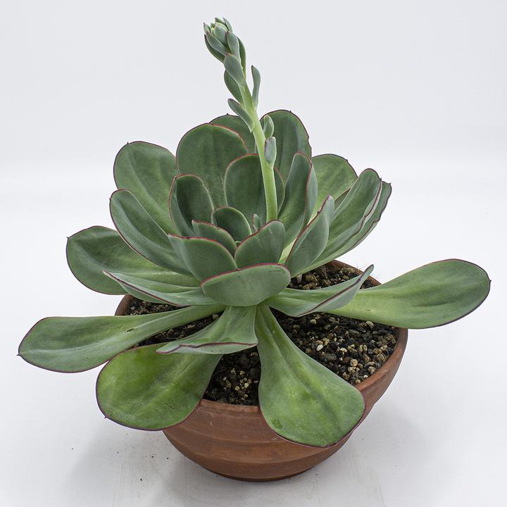 Actual product image Kakteen Gautschi Echeveria gigante verde (25 cm)