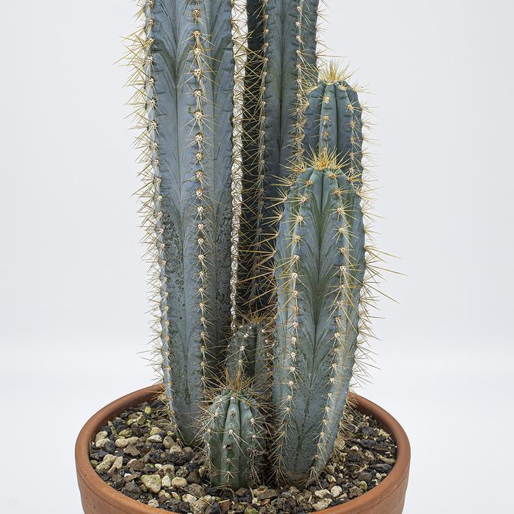 Produktbild Kakteen Gautschi Pilosocereus azureus Gruppe (40 cm)