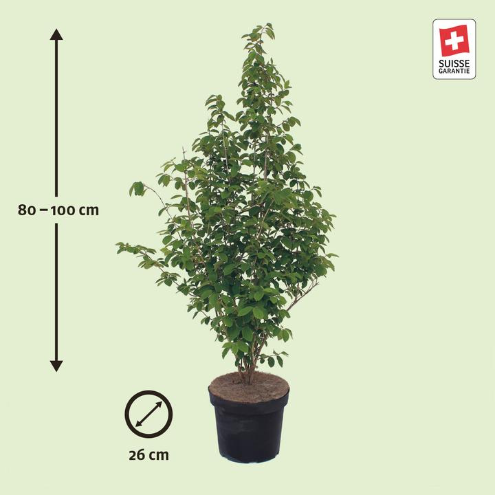 Immagine prodotto Zulauf Rote Heckenkirsche / Lonicera xylosteum (100 cm)