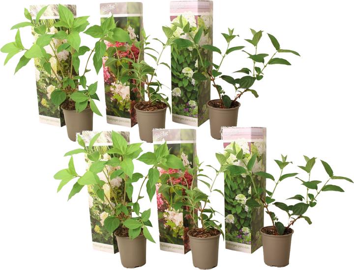 Immagine prodotto Plant in a Box Hortensia Paniculata 'Pink Lady', 'Phantom', 'Silver Dollar' - Set di 6 ortensie (25 cm)