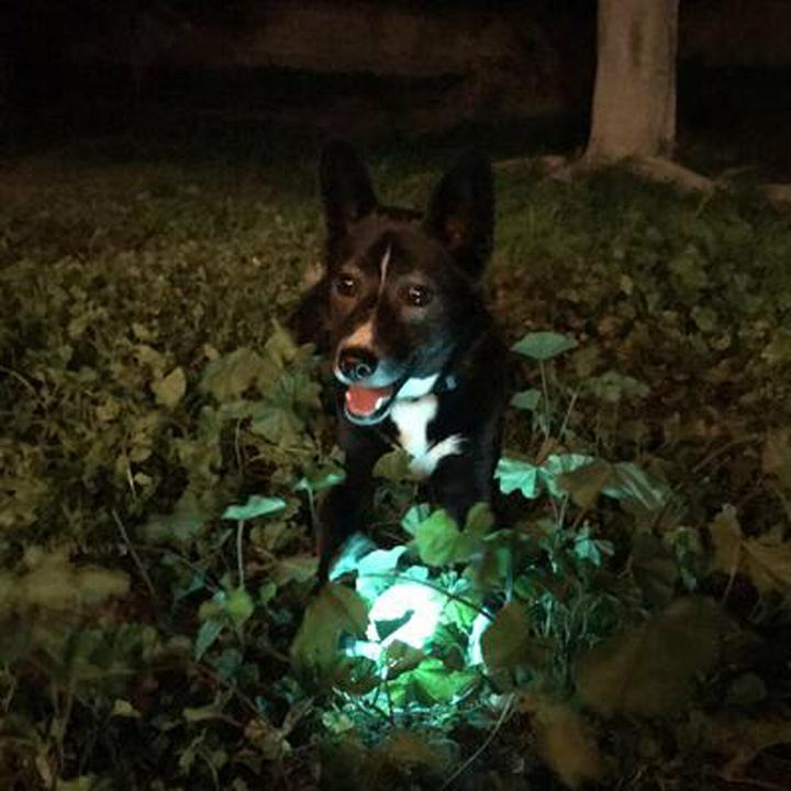 Produktbild Chuckit! CHUCKIT MAX GLOW leuchtender Fetch-Ball 7 6 cm Durchmesser Grösse L Weiss (Wurfspielzeug Hund)