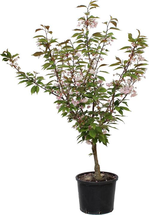 Produktbild Zulauf Jap. Nelken-Kirsche / Prunus serr. 'Kanzan' (150 cm)
