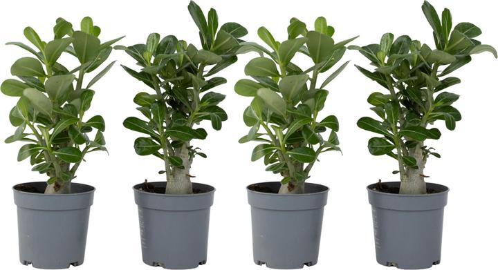 Immagine prodotto Plant in a Box Adenium Obesum - Set di 4 Rose del Deserto (25 cm)