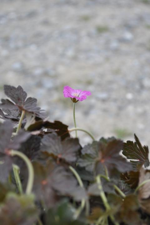 Actual product image Säntispracht The Creeping Cranesbill - Geranium pratense 'Orkney Cherry' (40 cm)
