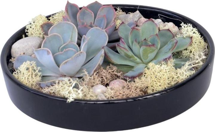 Immagine prodotto Plant in a Box Echeveria lilacina - Mix da giardino nero (8 cm)