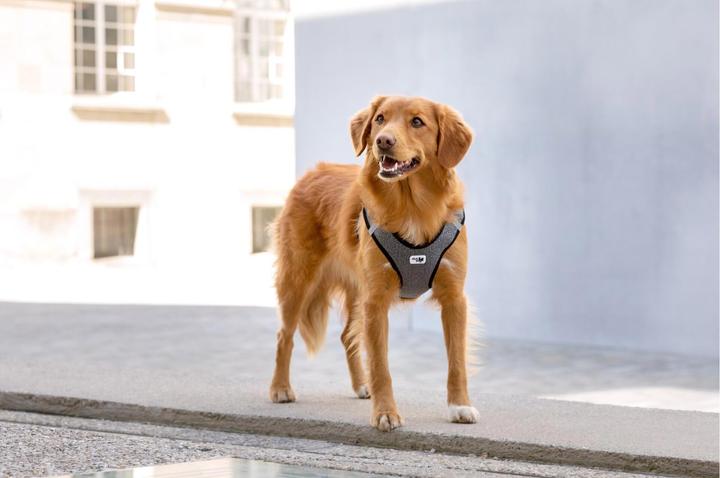 Image du produit Curli Linge de table Merino (S, Chien, Général)