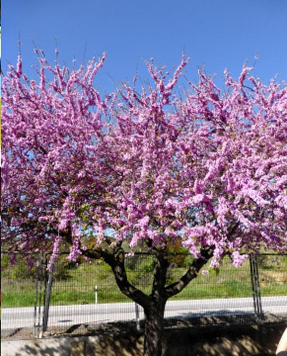 Immagine prodotto Tropica Albero dell'amore - Albero di Giuda (Cercis siliquastrum) (Semi di piante)