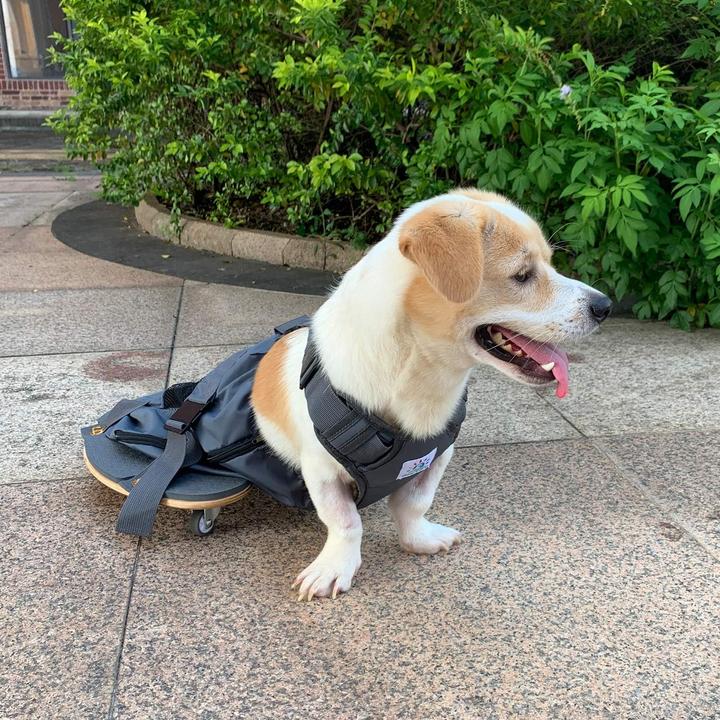 Produktbild DerYEP Gehhilfe für Hund und Katze (Katze, Hund, Waschbar, Waschmaschinenfest)
