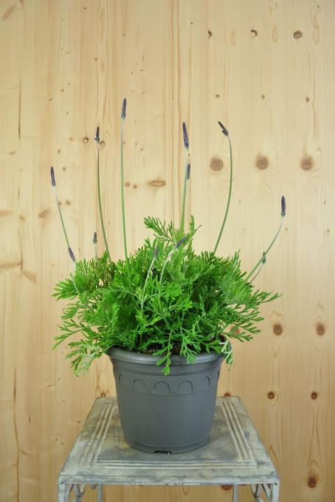Immagine prodotto Säntispracht La Lavanda Canaria - Lavendula 'pinnata' (80 cm)