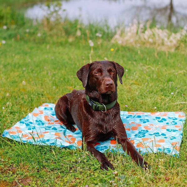 Produktbild Nobby Flower (Hund)