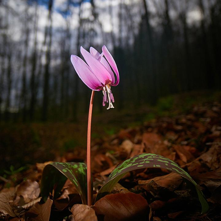 Produktbild Venus Optic Laowa 7.5mm F/2 MFT (Micro Four Thirds, Micro Four Thirds)