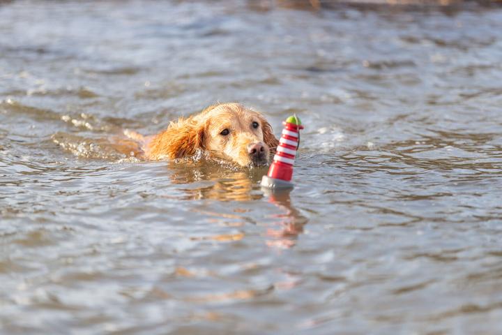 Image du produit Trixie Jouets flottants Aqua Toy Phare 20 cm, Orange, Gris (Jouet à mâcher pour chien)