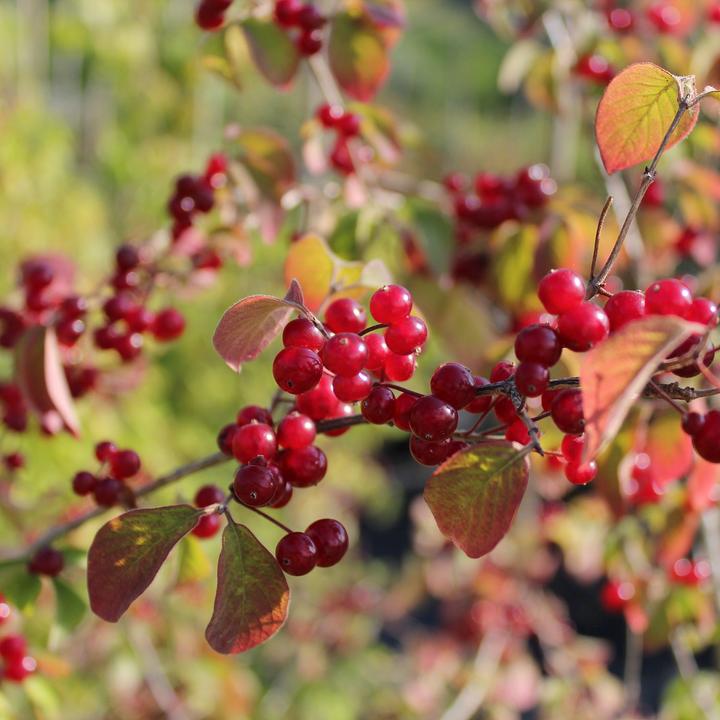 Immagine prodotto Zulauf Rote Heckenkirsche / Lonicera xylosteum (100 cm)