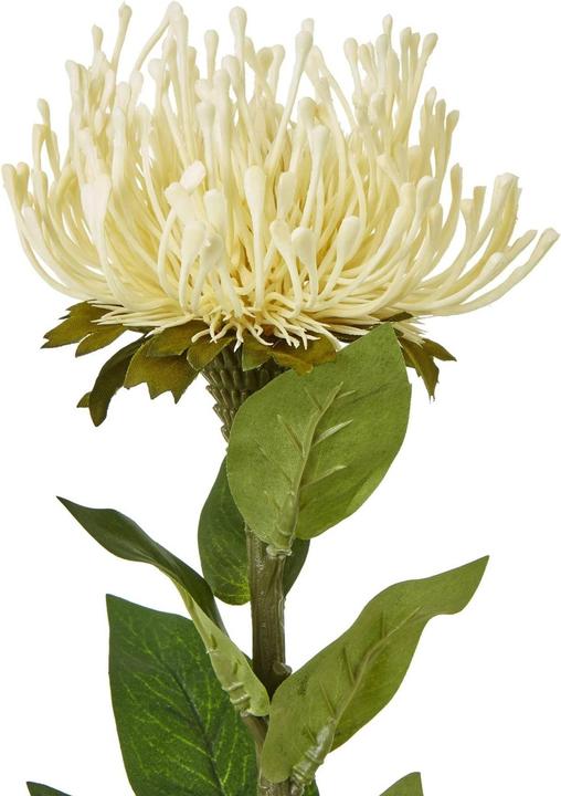 Immagine prodotto Hill Interiors Stelo di Protea Lorea Pianta artificiale (73 cm)
