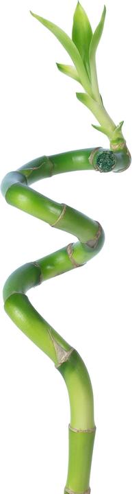 Produktbild Flowerbox Lucky Bamboo - Dracaena Sanderiana (50 cm)