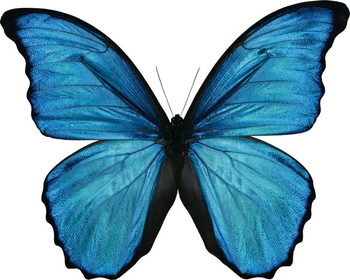 Immagine prodotto Pentel Pinselstift (Verde, 1 x)