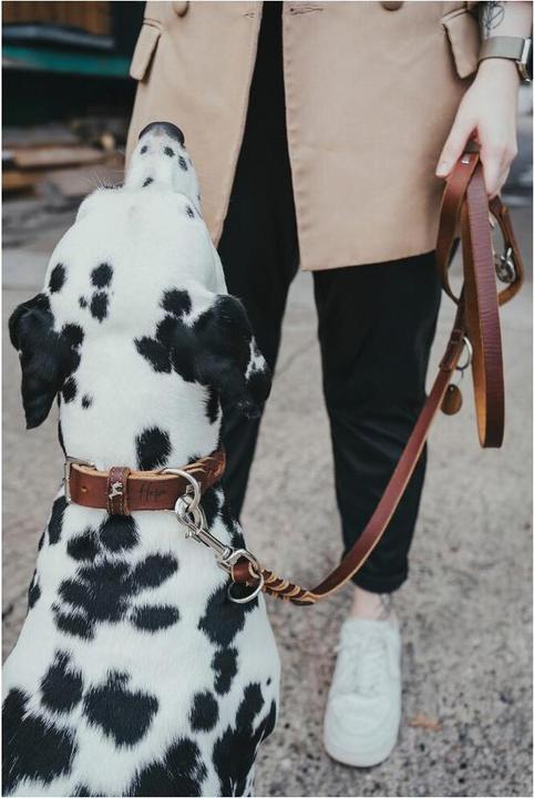 Image du produit Hunter Collier Solid Education Special (35, 36, 37, 38, 39, 40, 41, 42, 43, 44, Chien)