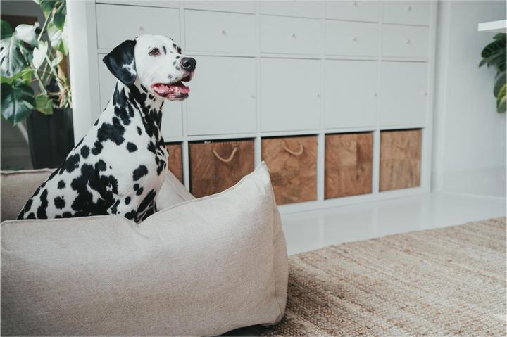 Image du produit Hunter Livingston (Chien)