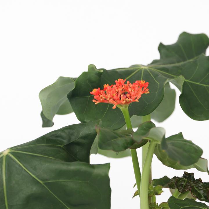 Image du produit Plant in a Box Jatropha Podagrica - Set de 2 plantes pour la goutte (25 cm)