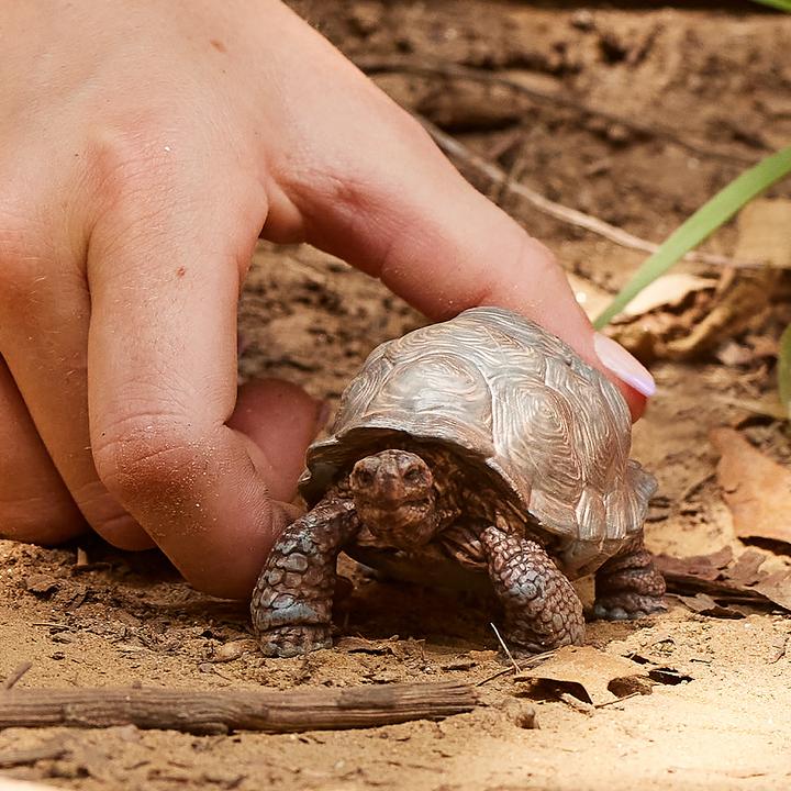 Actual product image Schleich Giant turtle