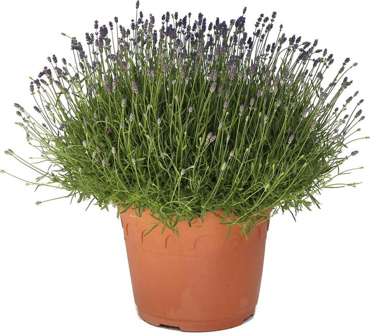 Image du produit Zulauf Lavande officinal (30 cm)