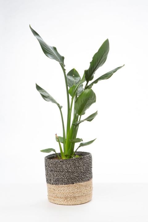 Actual product image VEG and the City Alice (55 cm)