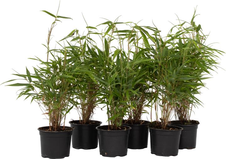 Image du produit Plant in a Box Fargesia rufa - Lot de 6 bambous parasols (25 cm)