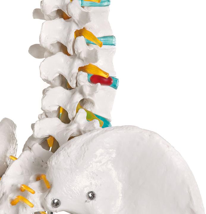 Actual product image Erler Zimmer School Skeleton Oscar