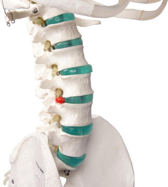 Actual product image Erler Zimmer School Skeleton Oscar