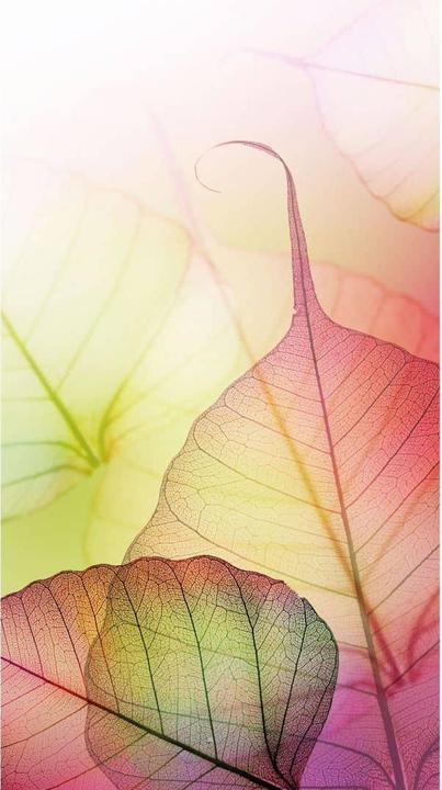 Immagine prodotto Trenddeko Design Rosa (288 x 300 cm)