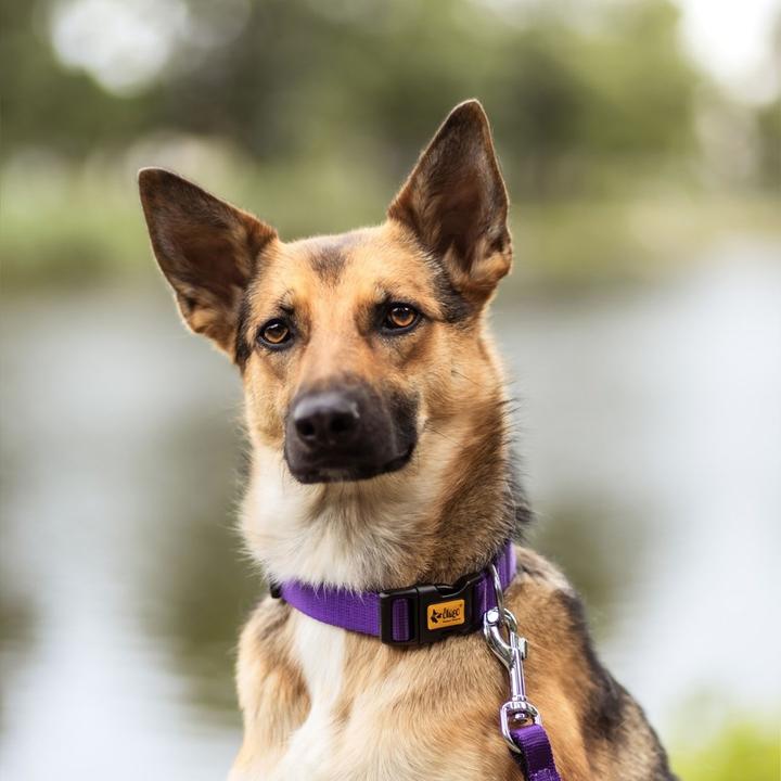 Actual product image Red Dingo DINGO Energy purple - Dog collar - 31-49 cm (Dog, General)