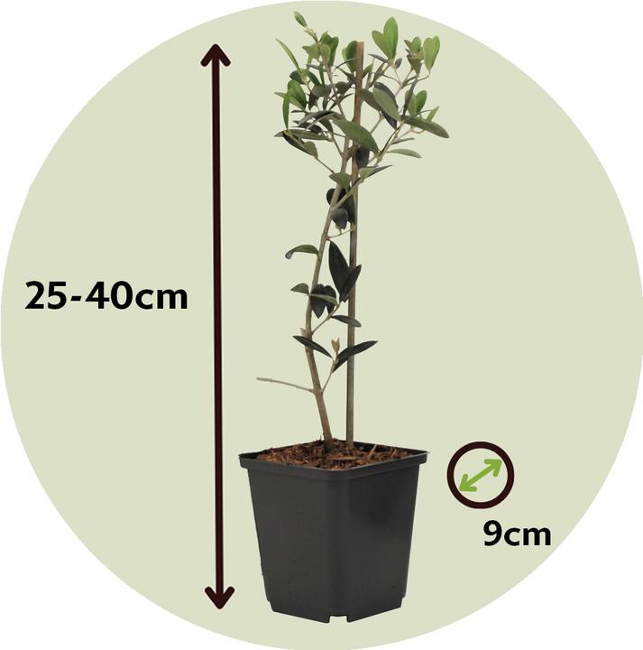 Image du produit Plant in a Box Olea Europaea - Lot de 2 oliviers (25 cm)