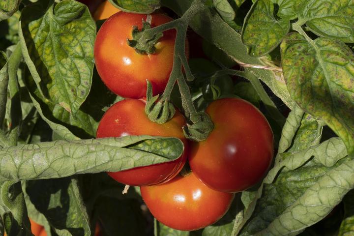 Produktbild Zollinger Bio Tomate, Sibirische Frühe (Keimlinge)