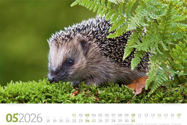 Actual product image Tierwelt Wald Kalender 2026 (45 x 33 cm, Hardcover, German)