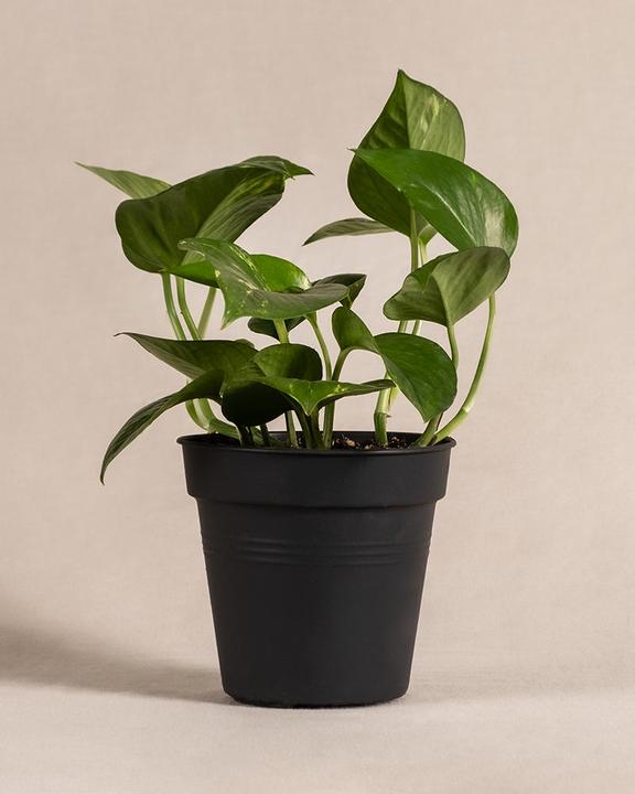 feey Ivy (25 cm, Freshly repotted)
