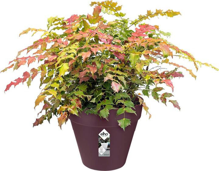 Image du produit Elho Loft Urbain (20 cm)