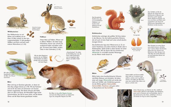 Actual product image Wawra's Naturbuch, Band 1: Säugetiere, Vögel, Reptilien, Amphibien (German, Johannes Wawra, Ursula Wawra, 2020)